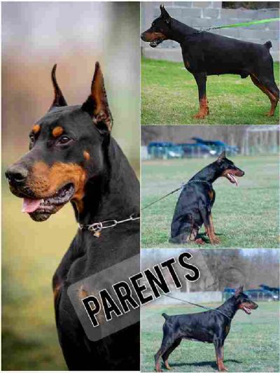 oglasi, Doberman puppies for sale